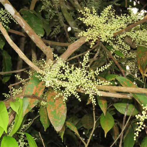 CHIẾT XUẤT HOÀNG ĐẰNG (Kháng viêm)